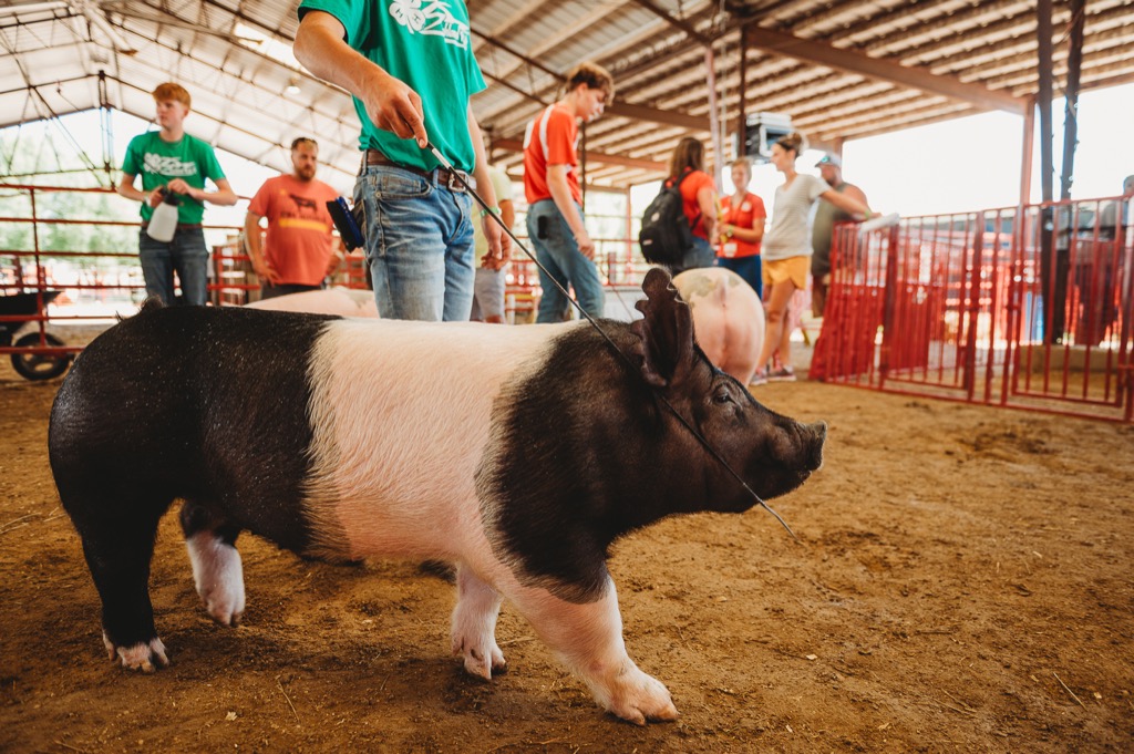 4H & FFA Photos